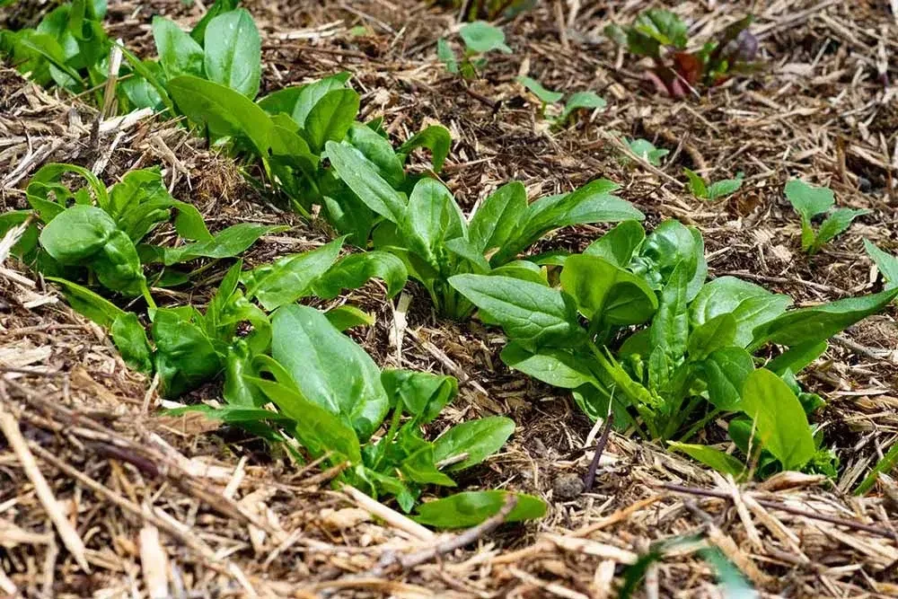 Paillage et entretien des épinards au potage