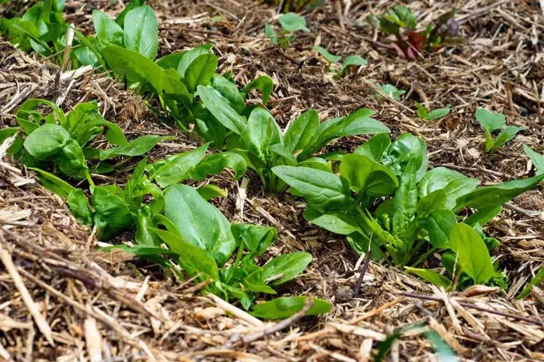 Paillage et entretien des épinards au potage