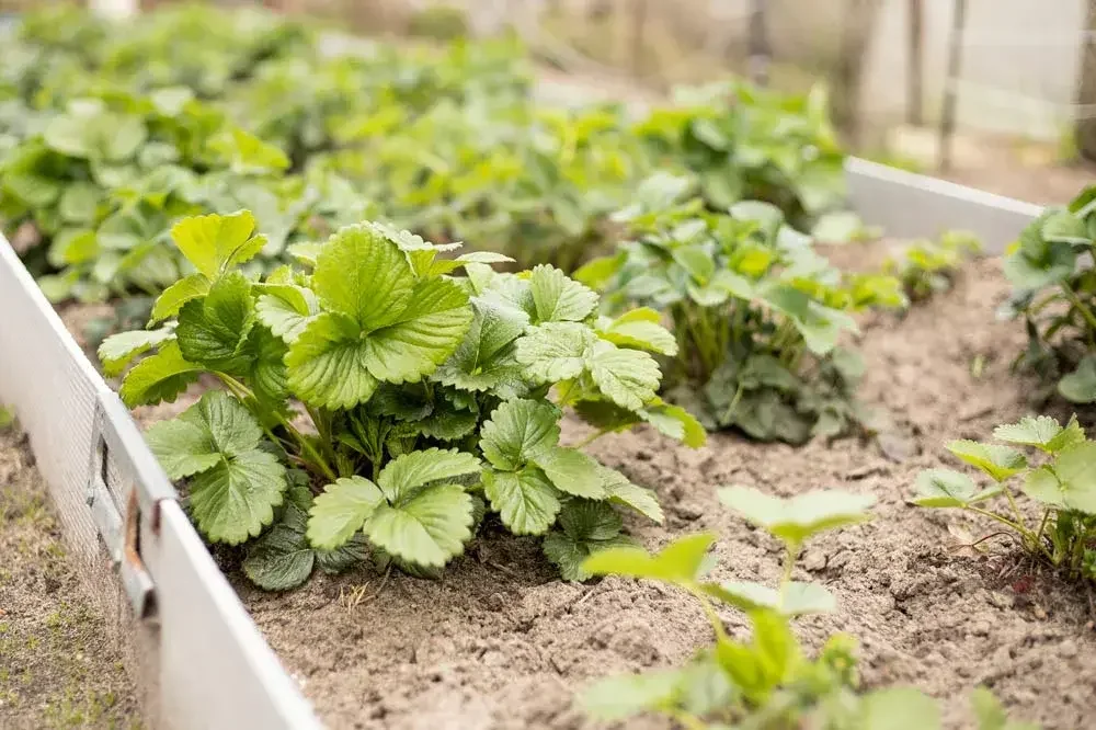 Entretien des fraisiers au jardin
