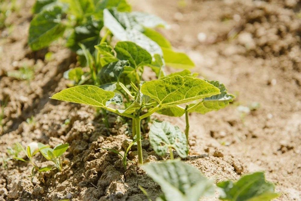 Entretien des haricots nains au potager