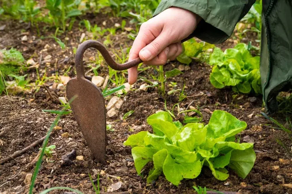 Désherbage de laitue au potager
