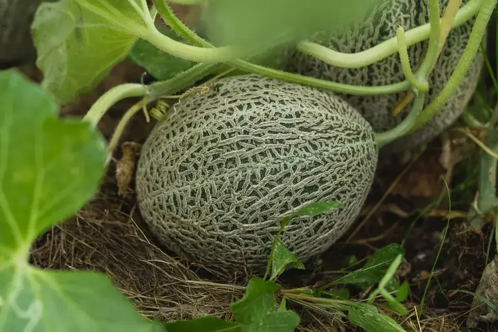 Entretien des plants de melon au potager