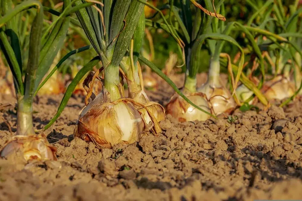 Entretien des oignons au potager