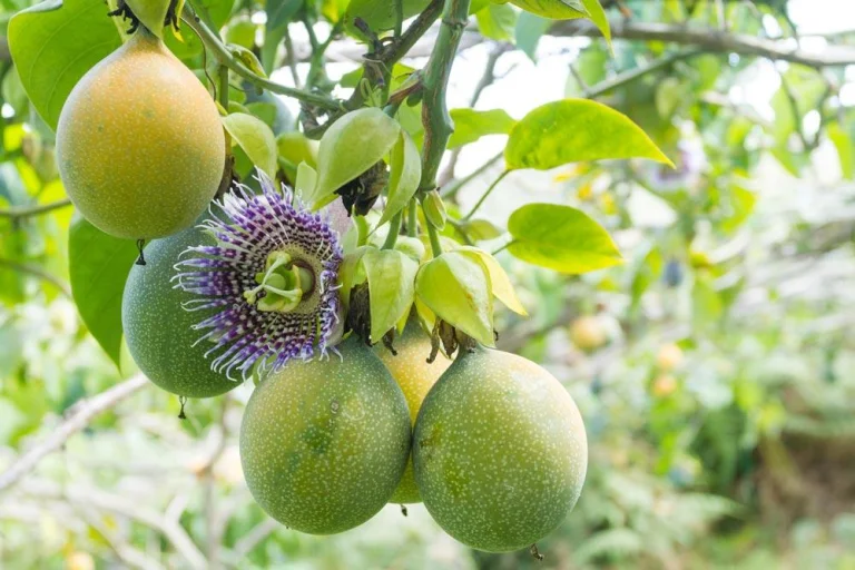 Entretien de la passiflore au jardin