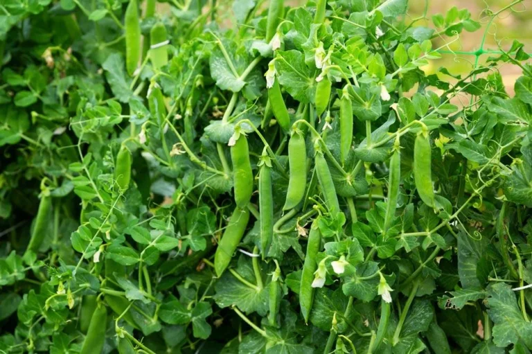 Entretien des petits pois au potager
