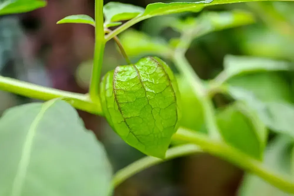Entretien des plants de physalis