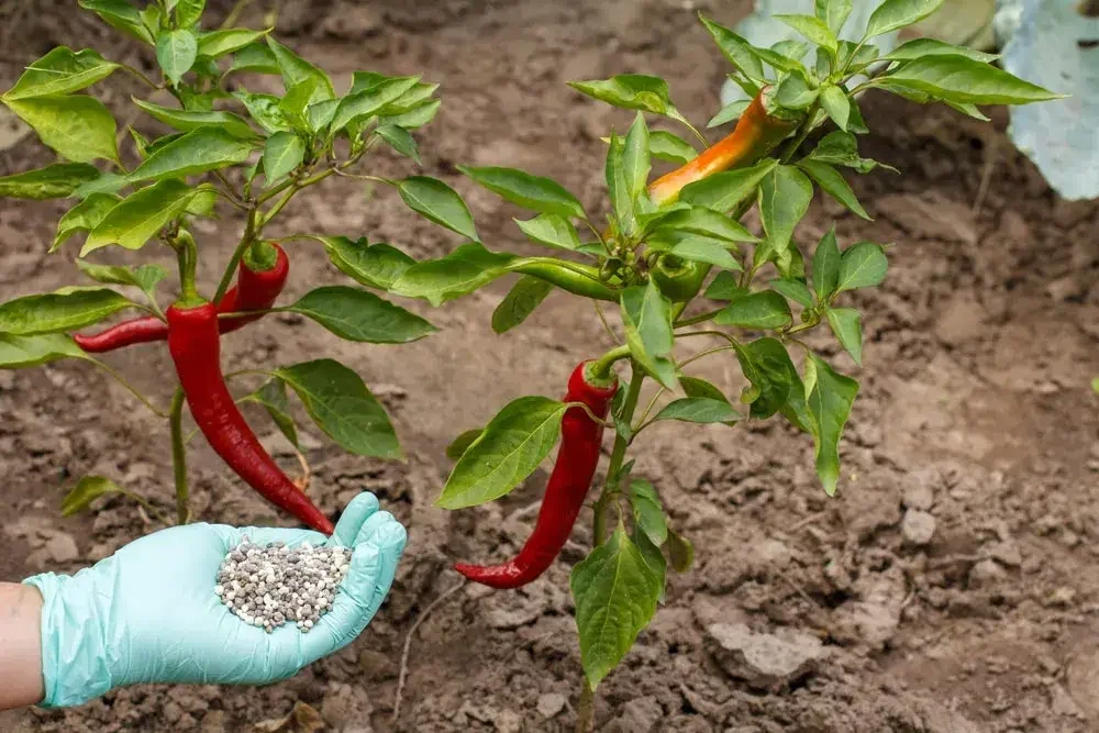 Fertilisation naturelle des plants de piment