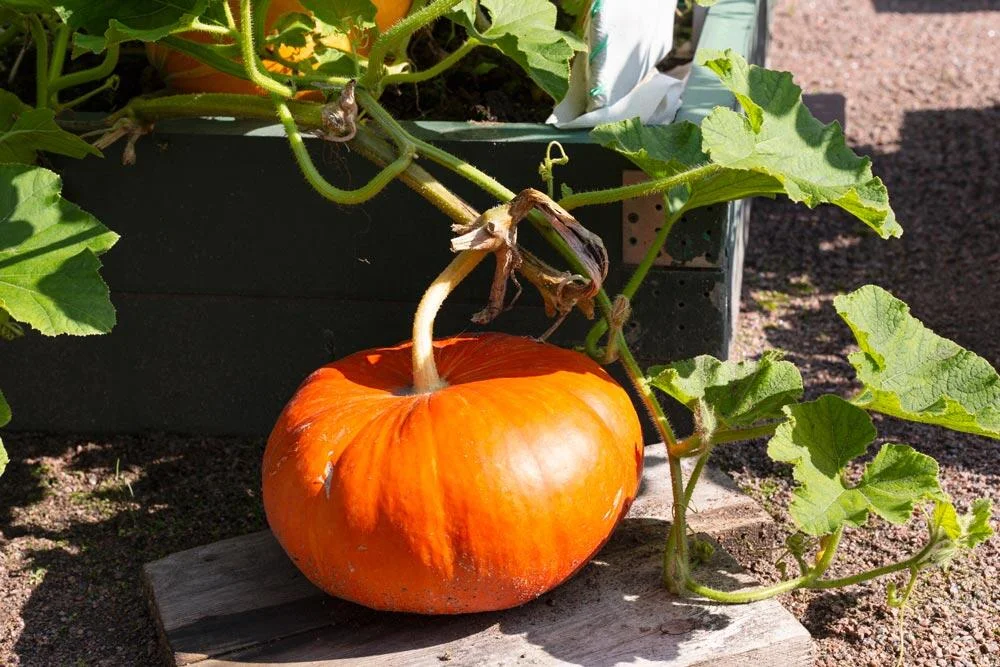 Entretien du potiron au potager