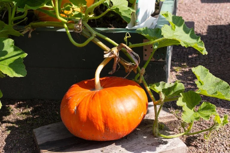 Entretien du potiron au potager