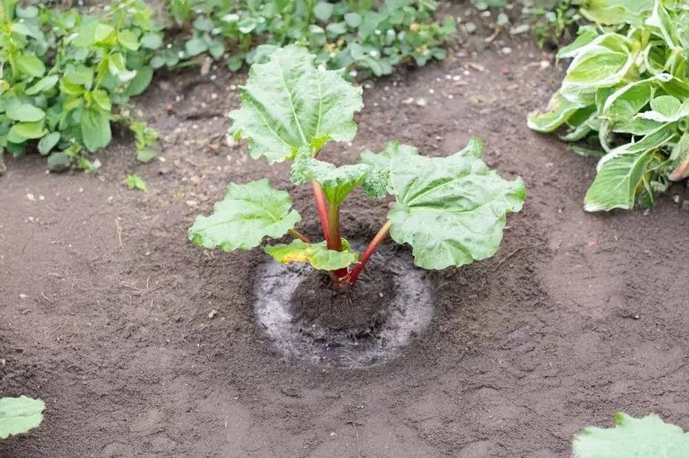Entretien de la rhubarbe au jardin
