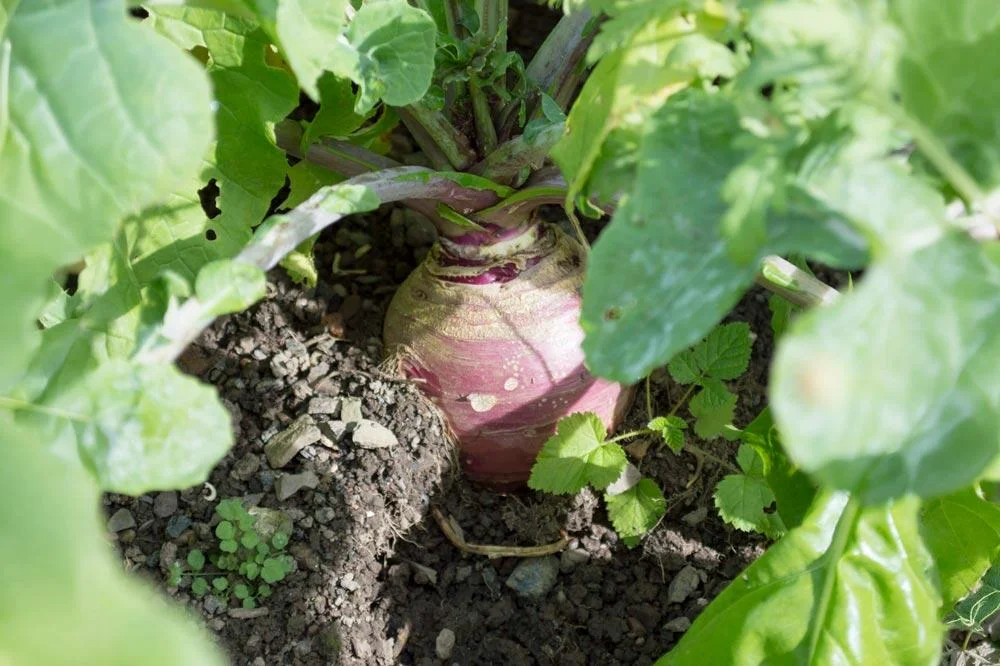 Entretien du rutabaga au potager
