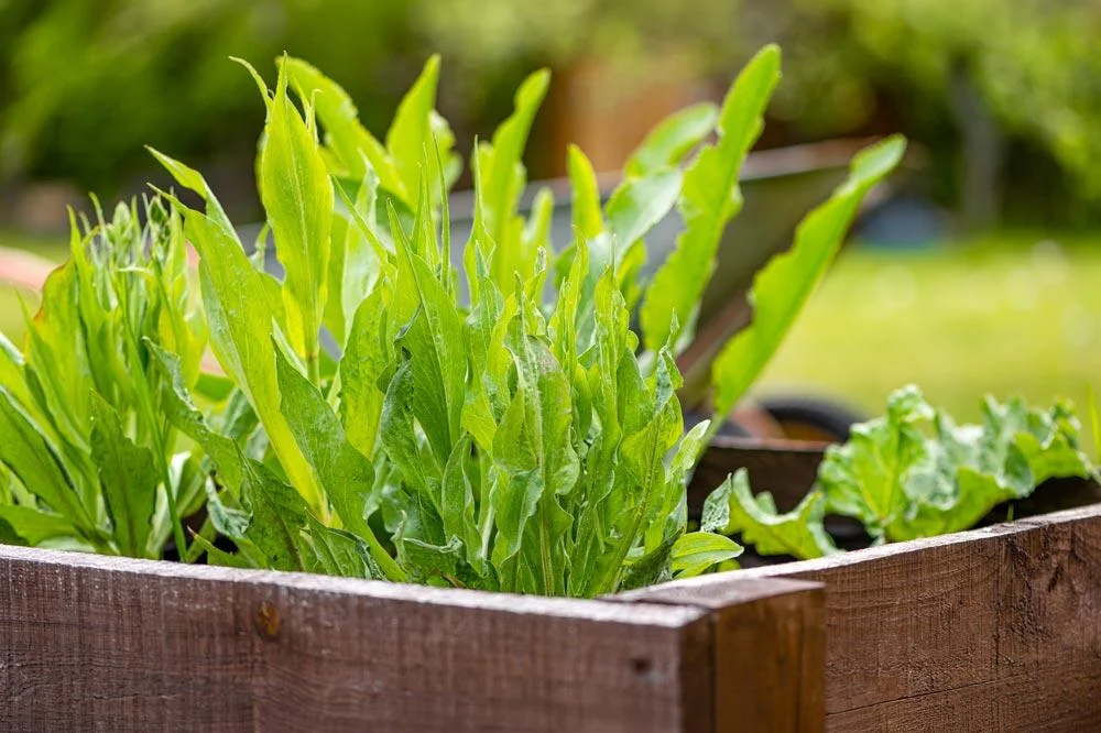 Entretien de la scorsonère au potager