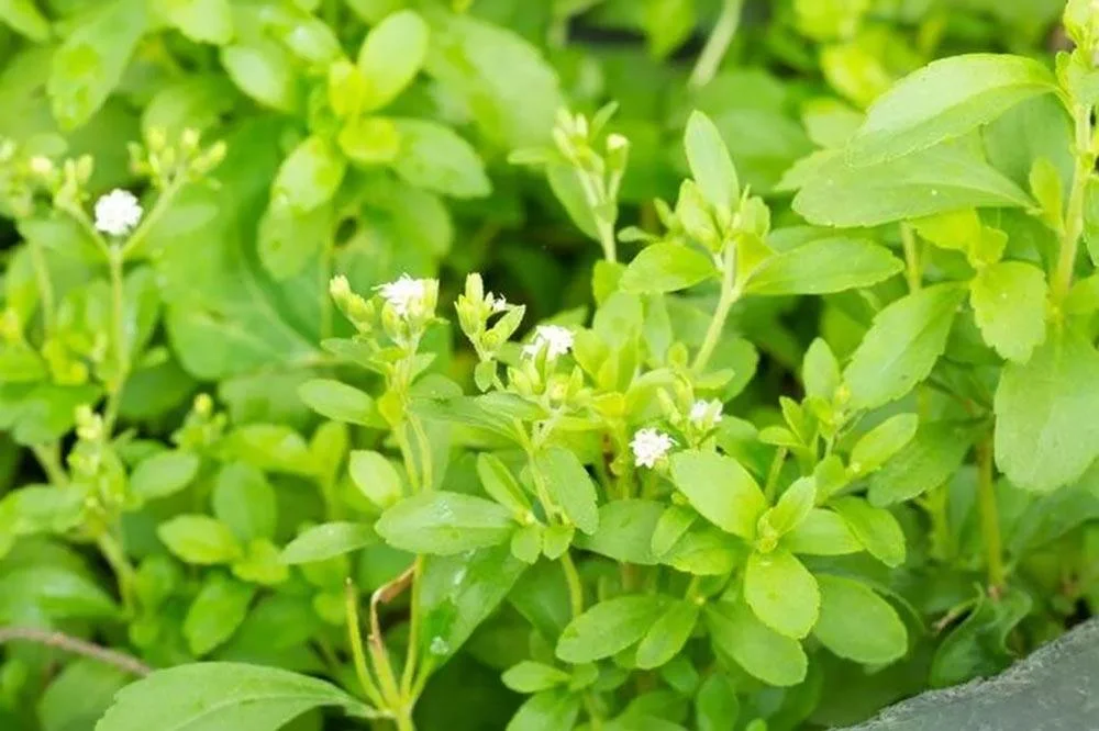 Entretien de la stévia au jardin