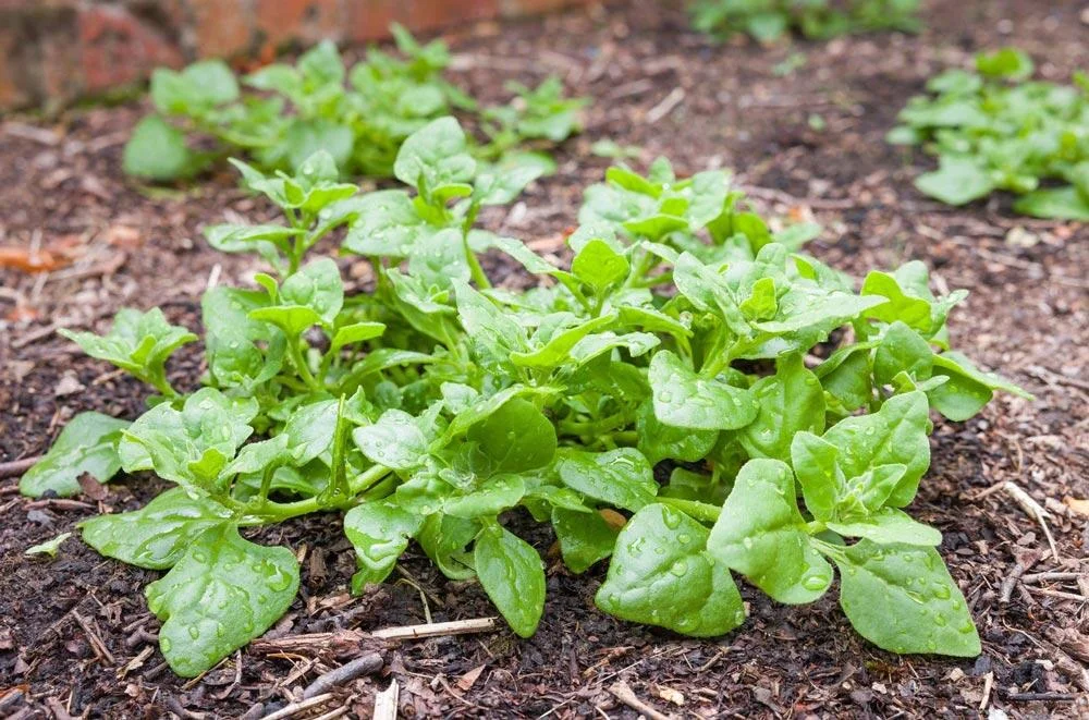 Entretien de la tétragone au potager