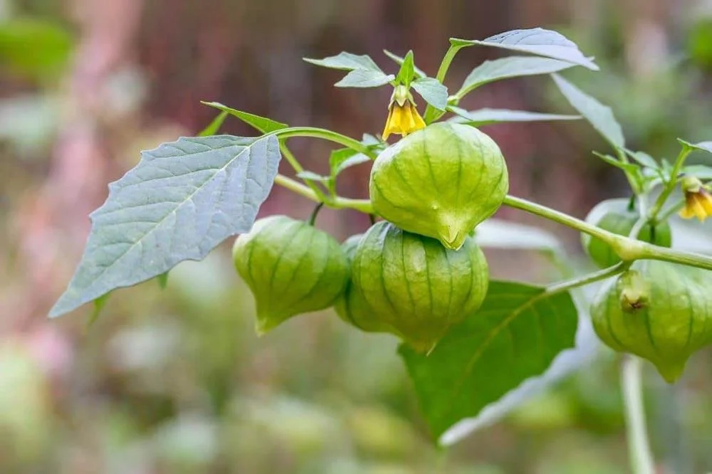 Entretien du tomatillo au potager
