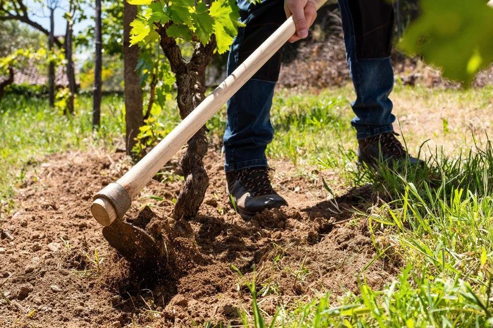 Entretien de la vigne au jardin