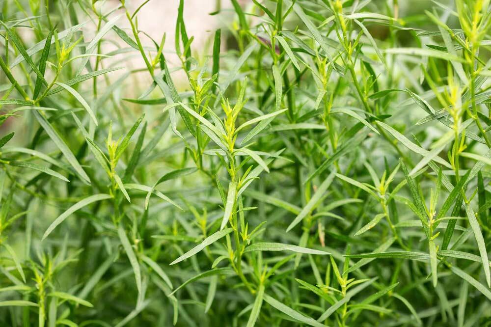 Estragon : cultiver, multiplier et récolter cette aromatique