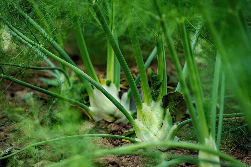 Fenouil : semer, cultiver et récolter au potager