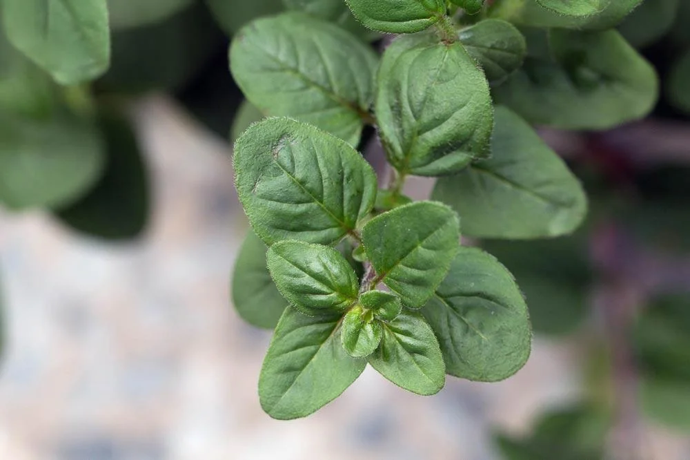 Feuilles de marjolaine au feuillage aromatique