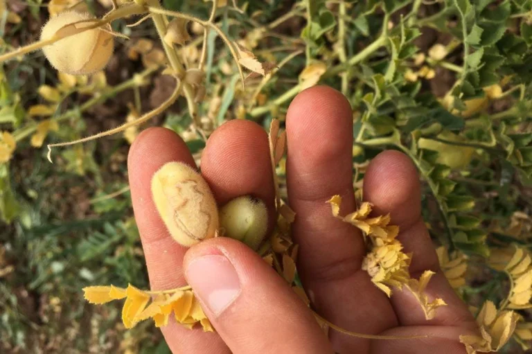 Flétrissement sur un plant de pois chiche