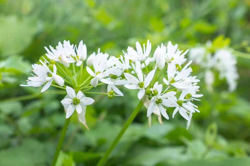 fleur-ciboulette-de-chine