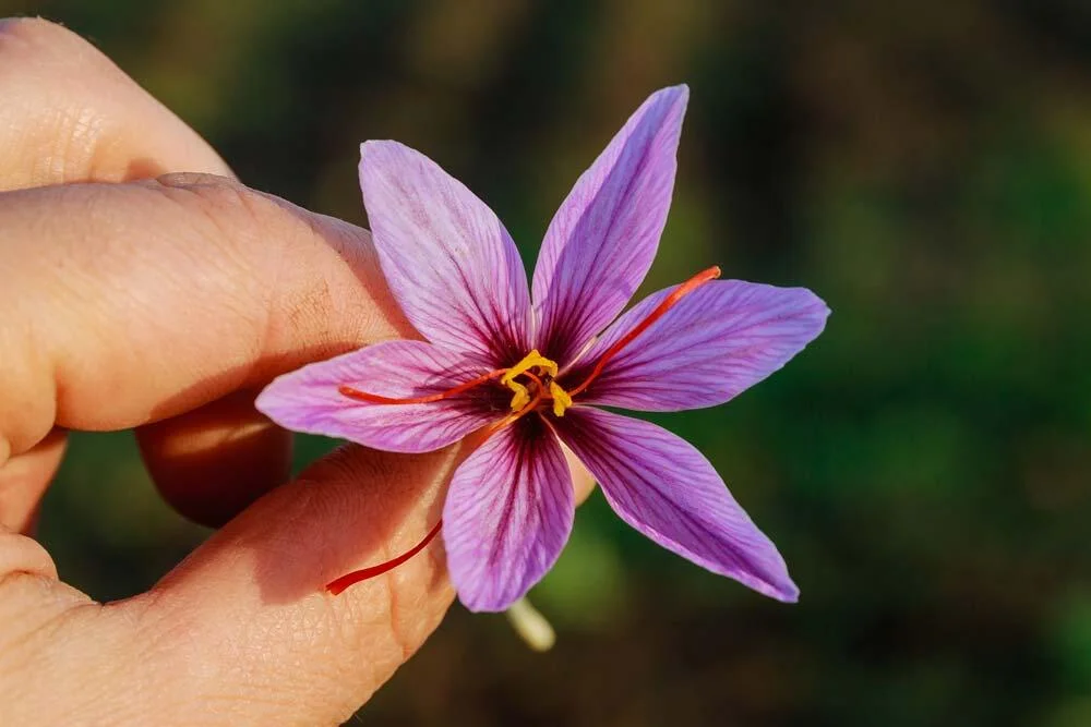 Floraison du safran