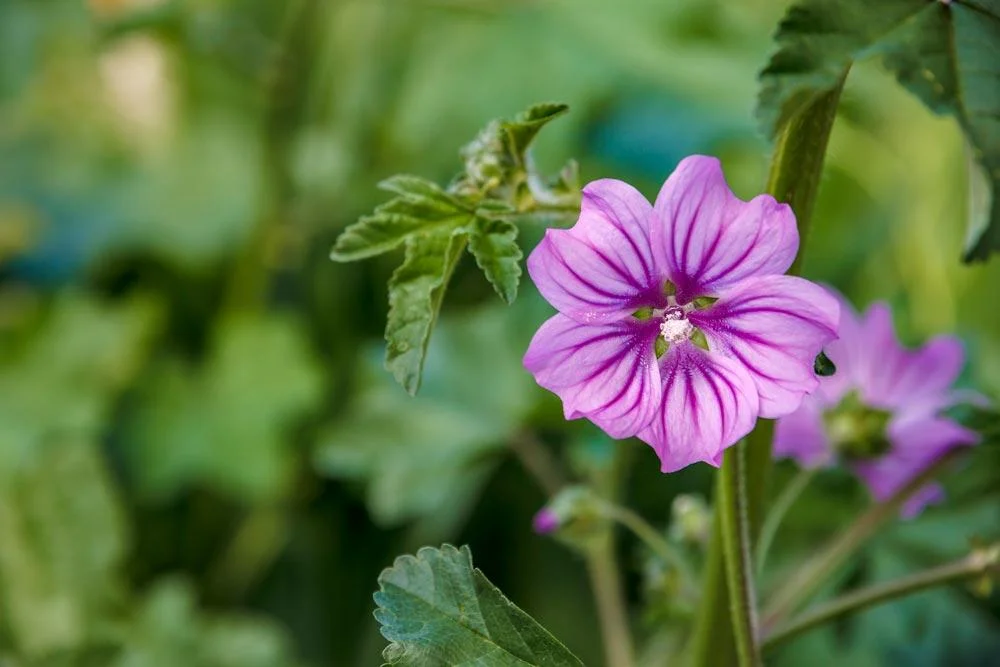 Récolte des fleurs et des feuilles de mauve