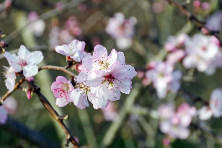 Floraison du pêcher de vigne au printemps
