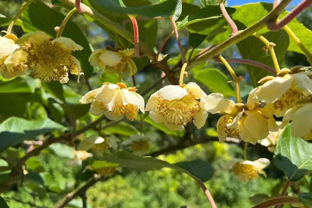 Floraison du kiwi avec ses fleurs blanches