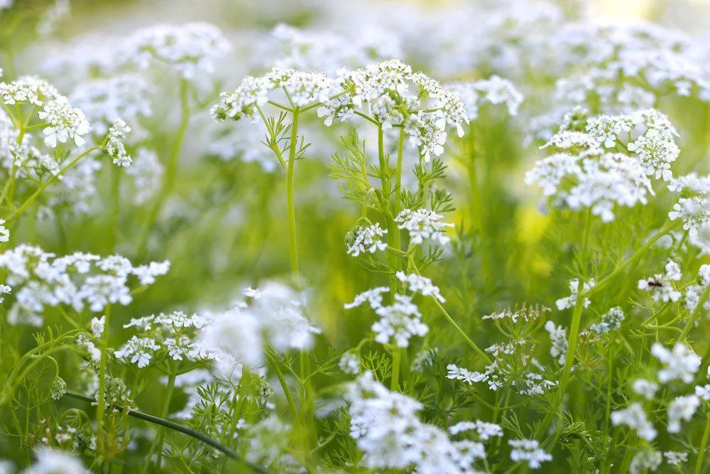 fleurs-de-cerfeuil