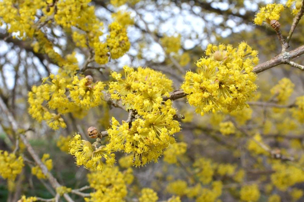 fleurs-de-cornouiller-male
