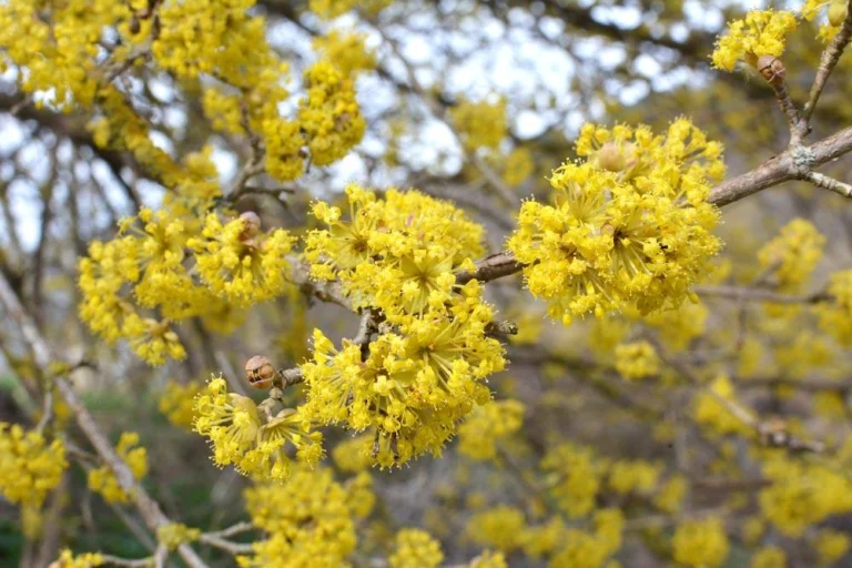 fleurs-de-cornouiller-male