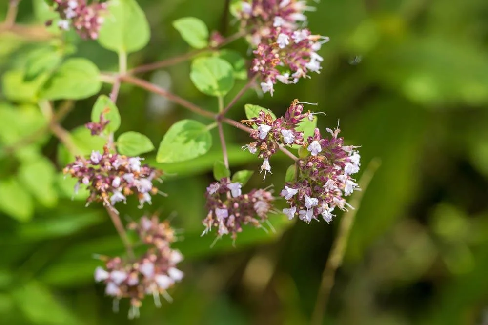 Floraison de la marjolaine avec ses petites fleurs