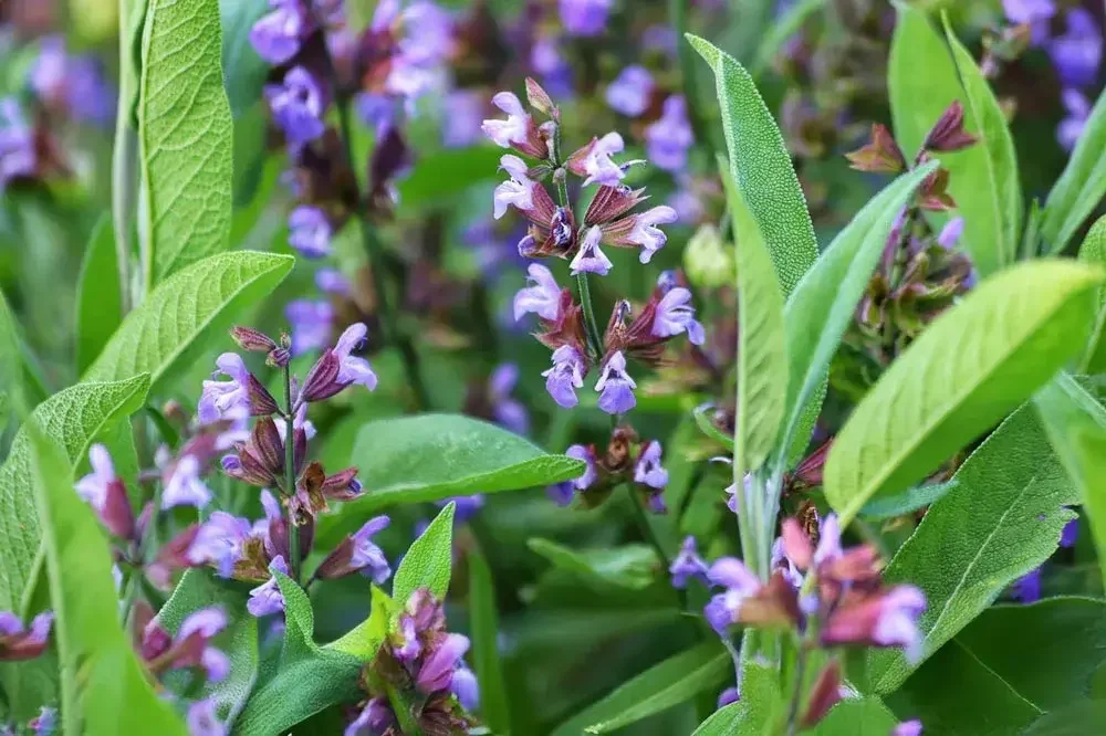 Sauge en fleurs au jardin