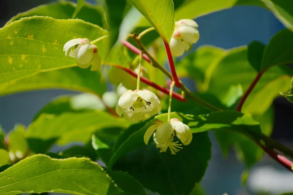 Floraison du kiwaï avec ses fleurs blanches