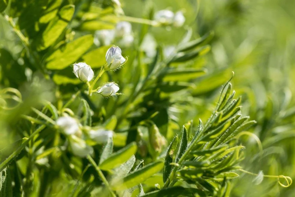 Floraison des lentilles dans de bonnes conditions de culture