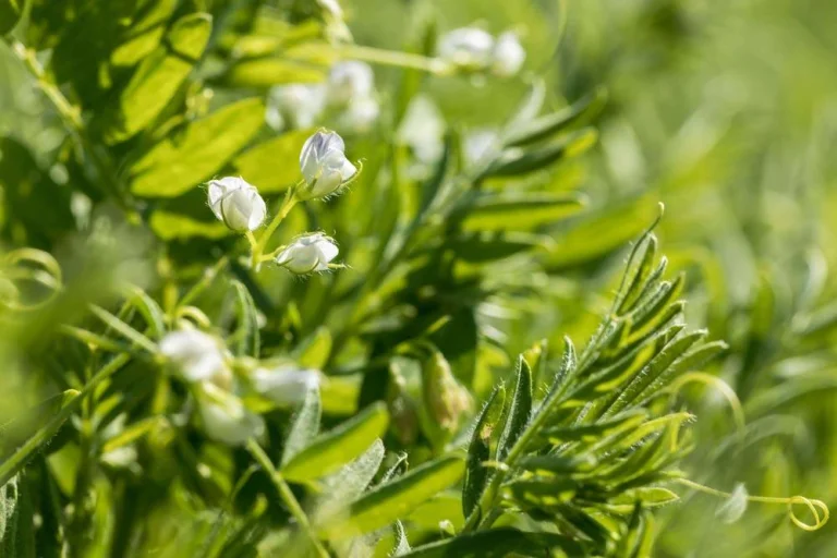 Floraison des lentilles dans de bonnes conditions de culture