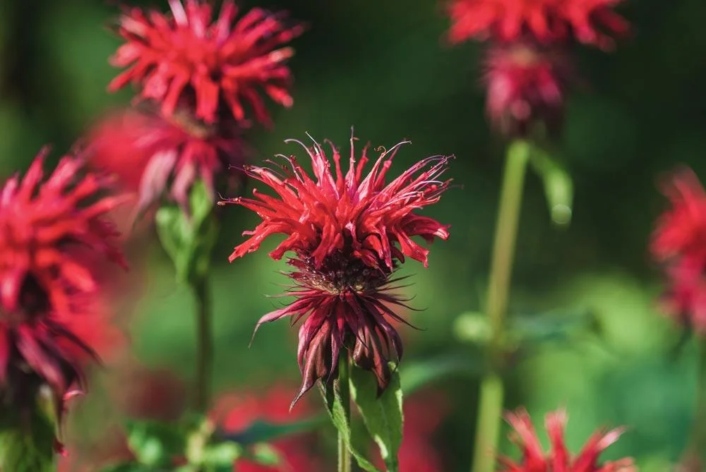 Récolte de fleurs et de feuilles de monarde