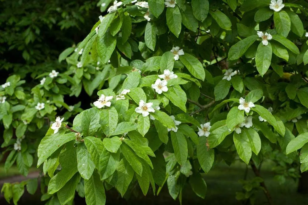 fleurs-neflier-commun