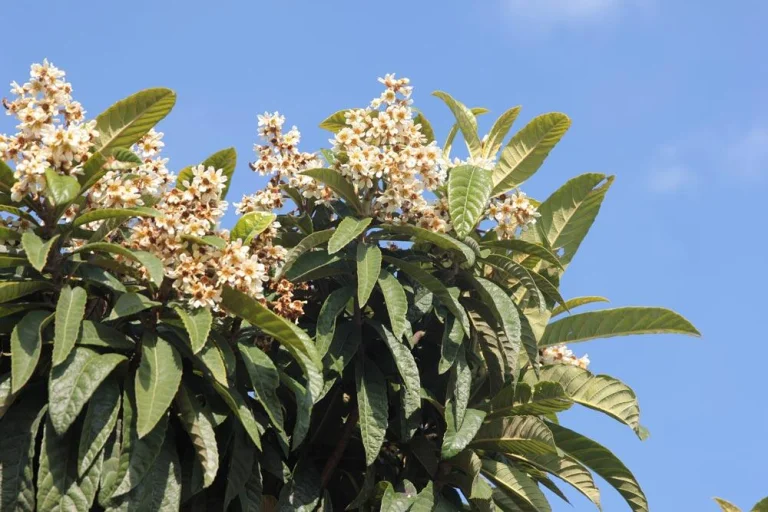 Floraison du néflier du Japon avec ses fleurs blanches parfumées