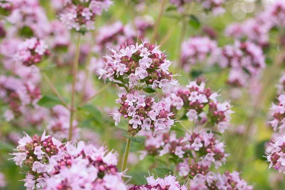 Floraison de l’origan avec ses petites fleurs