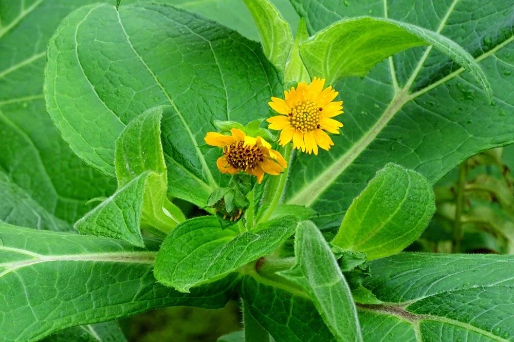 Floraison de la poire de terre