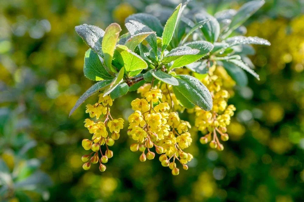 Floraison jaune de l’épine-vinette au printemps