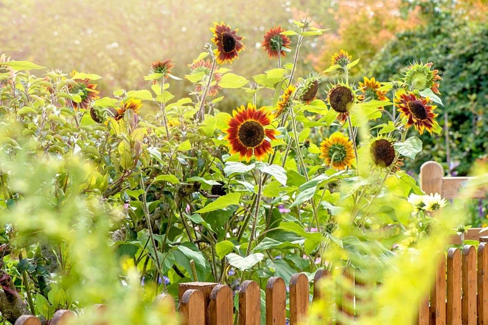 Floraison du tournesol au jardin