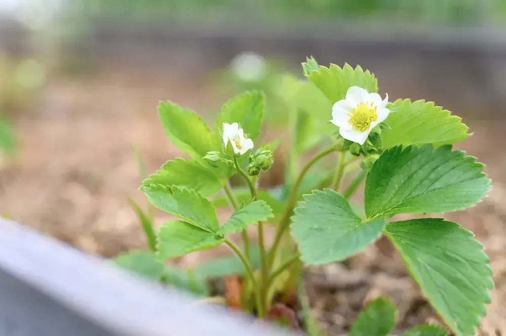 Culture des fraisiers en pot sur terrasse ou balcon