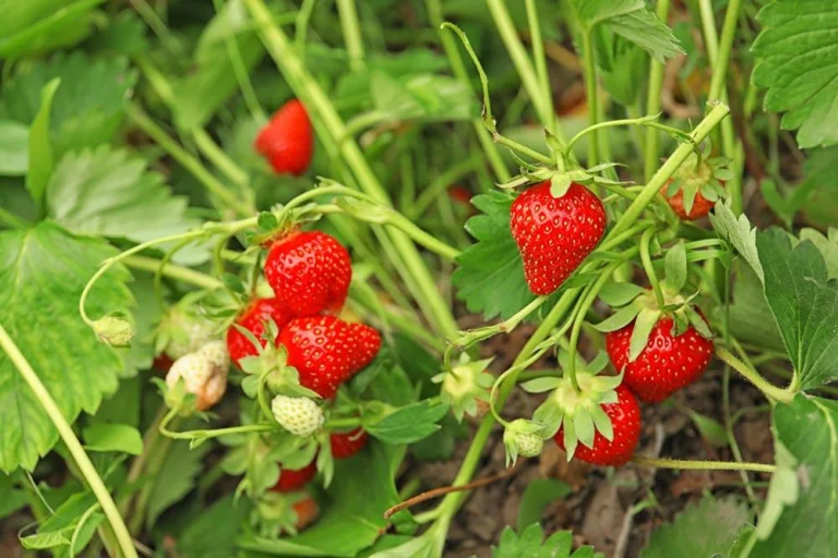 Fraisier