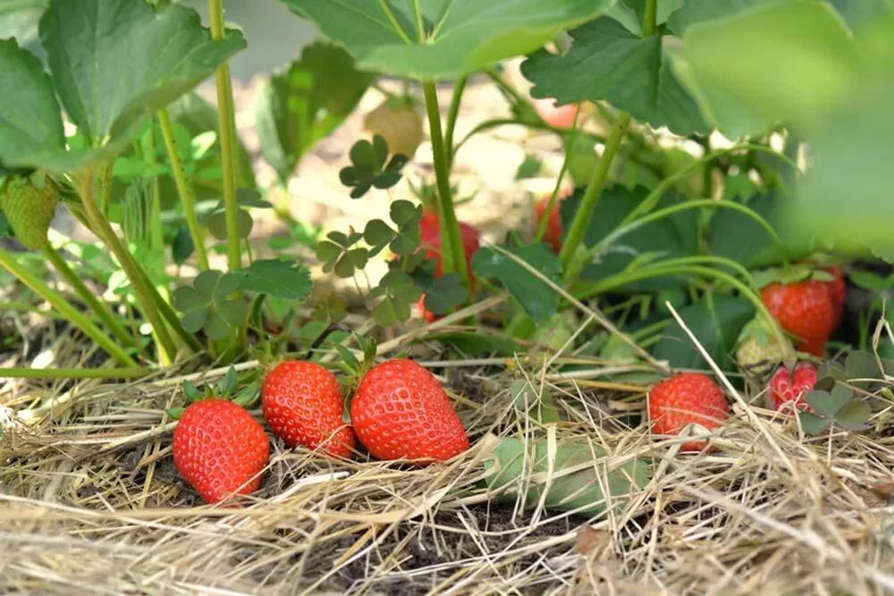 paillis fraisiers paille potager légumes comment pailler