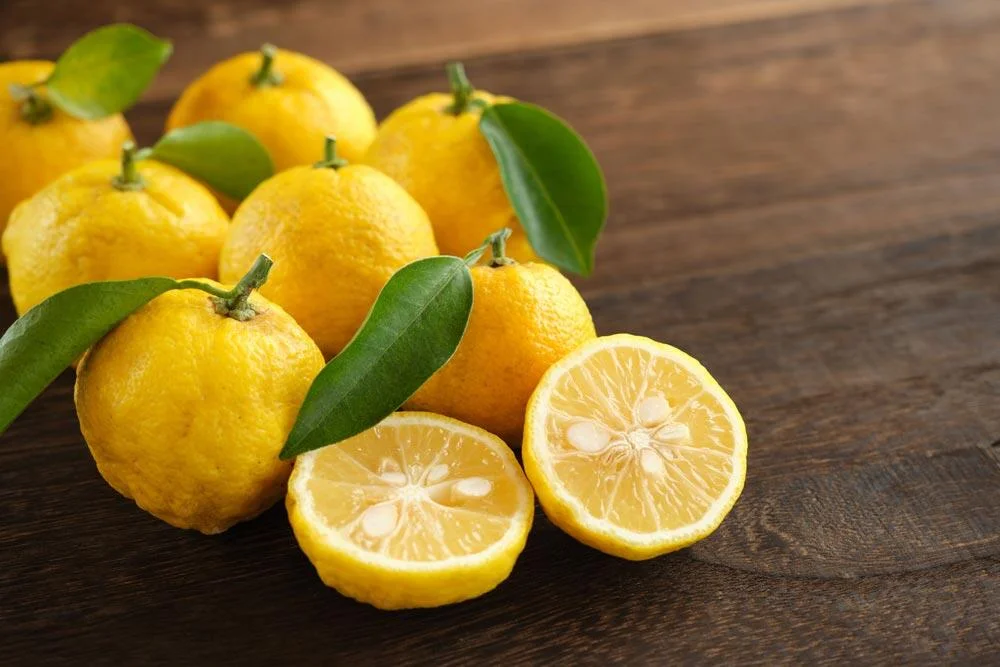 Fruits de yuzu mûrs après récolte