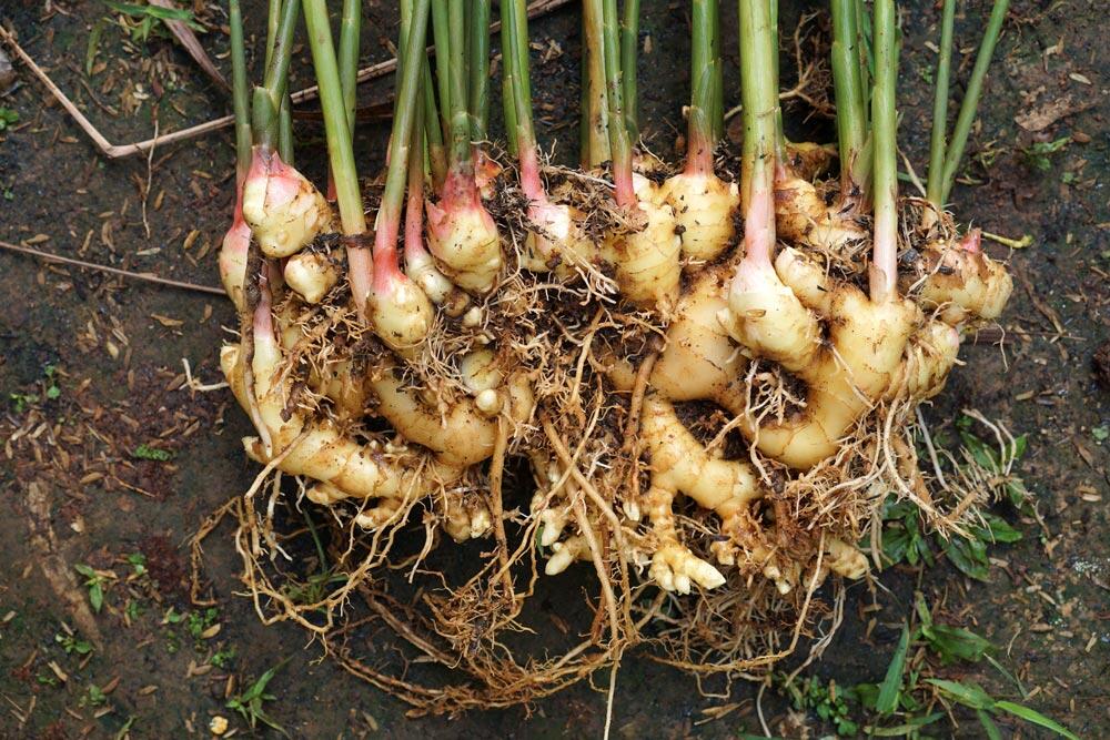 Gingembre : le planter, le cultiver en pot et le récolter