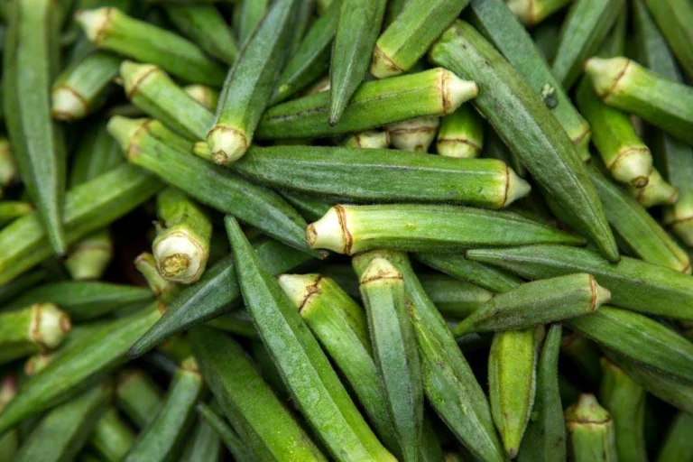 Gombos prêts à être conservés